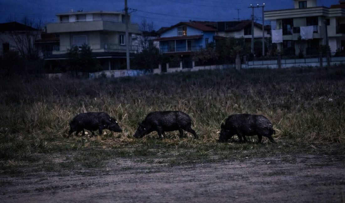Seferihisar Akarca Adakent Sitesi önünde gece saatlerinde görüntülenen yaban domuzları,
