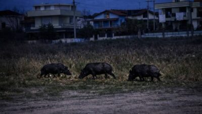Seferihisar Akarca Adakent Sitesi önünde gece saatlerinde görüntülenen yaban domuzları,