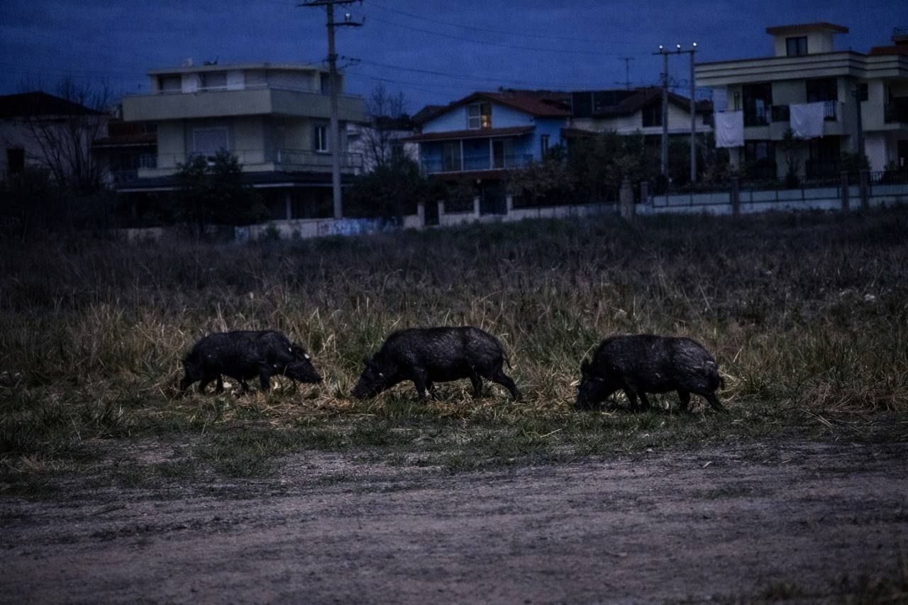 Seferihisar Akarca Adakent Sitesi önünde gece saatlerinde görüntülenen yaban domuzları,