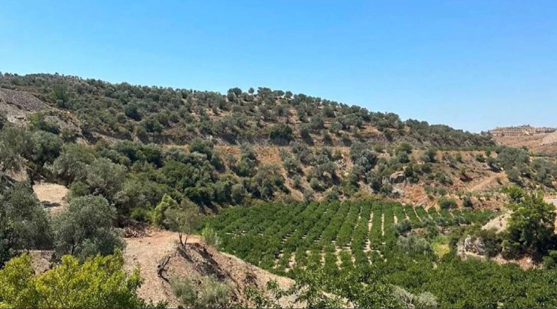 Seferihisar’da Maliye Hazinesi’ne ait, kayıtlarda “tarla” olarak geçen 23,52 hektarlık